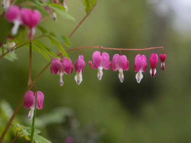 Nisan ayında, en narin çiçekler, kanayan kalp (Lamprocapnos spectabilis)