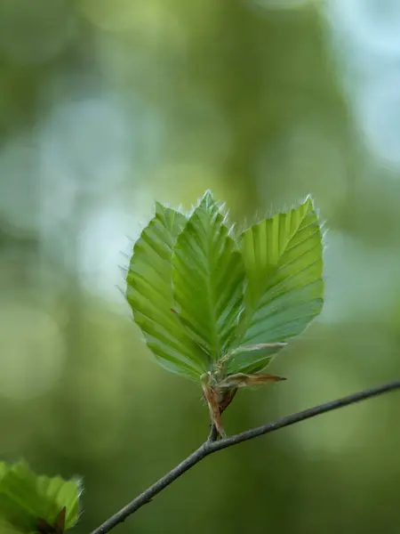 stock image Fresh young green in the forest, young beech leaves