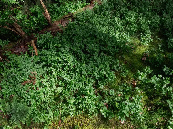 stock image After rainy weather in the forest, moss and branches on the ground with blueberry bushes