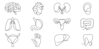 Bir dizi insan organı aralıksız çizim yapıyor. Vektör çizimi. Akciğerler, beyin, mide, kalp, karaciğer, böbrekler tek bir çizgiden ibaret..