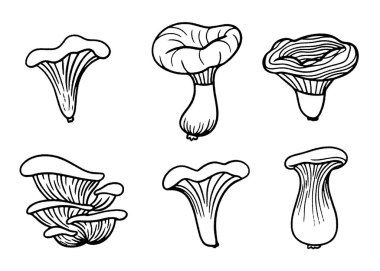 Mantar karalama ikonu seti. Yenilebilir mantarların elle çizilmiş vektör çizimi. Gıda tasarımı, ambalaj, mutfak dekorasyonu ve organik ürünler için eskiz stili mantar koleksiyonu.