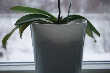 Saksıda saksıda, beyaz masada..