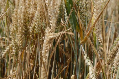 Buğday tarlaları hasat için hazır, İngiltere 'de yaz zamanı altın kahverengi buğday ve yeşil yapraklar, yiyecek çiftliği.