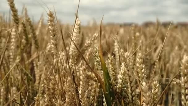 Yaz Mevsiminde Buğday Tarlaları Büyür Rüzgarda Savrulur Ngiltere Hırıldar — Stok video