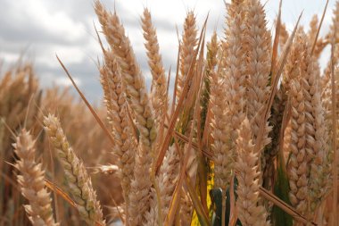Güneş ışığında parlayan buğday tarlasına yakın, İngiliz gıda çiftliği