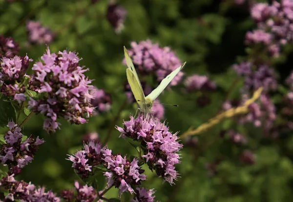 Close up of Butterflies in a british flower meadow