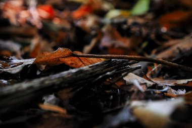 Ormandaki ahşap odunları kapatın. İngiltere 'de bir ormanın zemininde sonbahar renkli yapraklar.