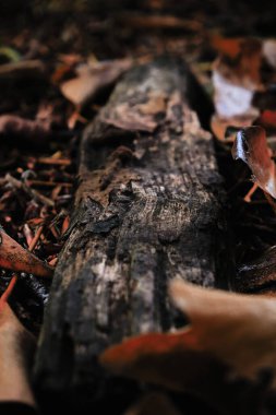 Ormandaki ahşap odunları kapatın. İngiltere 'de bir ormanın zemininde sonbahar renkli yapraklar.