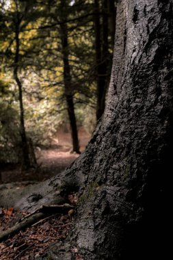 Ormanın ortasındaki büyük yaşlı bir ağacın yakınında, sonbaharda orman patikası, Kearsney Abbey Gardens 'ın arkasındaki ağaçların altındaki tepe örtüsünün altında huzur içinde.