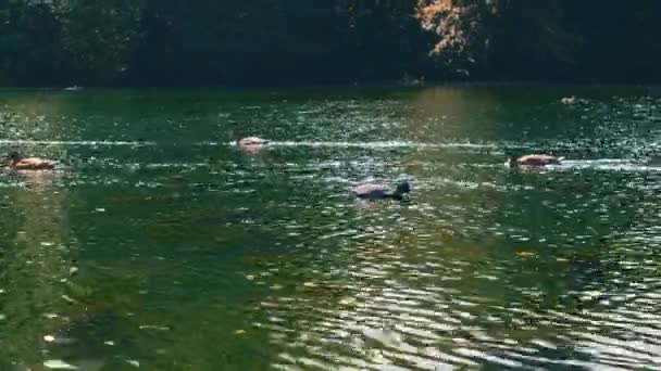 Enten Schwimmen Sommer Einem See Den Kearsney Abbey Gardens — Stockvideo
