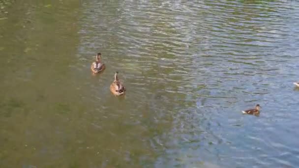 Качки Плавають Озері Літній Час Керсні Еббі Гарденс — стокове відео