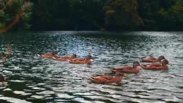 Enten Schwimmen Sommer Einem See Den Kearsney Abbey Gardens — Stockvideo