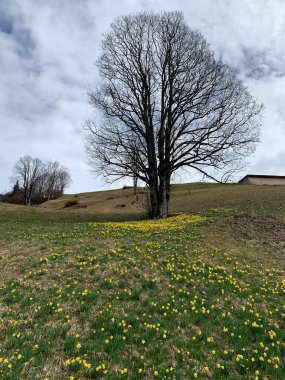 İsviçre Alplerinde bir yerde # 1