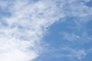 Mavi gökyüzünde uçan kuş. yüksek kaliteli fotoğraf