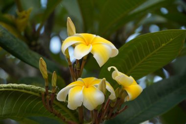 Bir yaz öğleden sonra, sarı çiçekleri ve tomurcuklarını kaydettik.