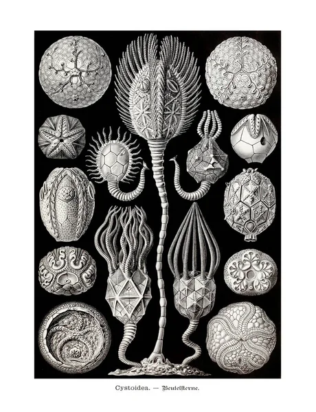 Illustrazione Zoologica Antica Illustrazioni Del Libro Forme Arte Natura — Foto Stock