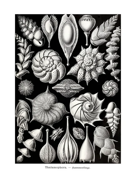 Antieke Zoölogische Illustratie Illustraties Van Het Boek Art Forms Nature — Stockfoto