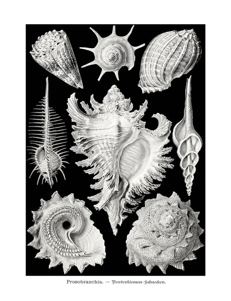 Antieke Zoölogische Illustratie Illustraties Van Het Boek Art Forms Nature — Stockfoto