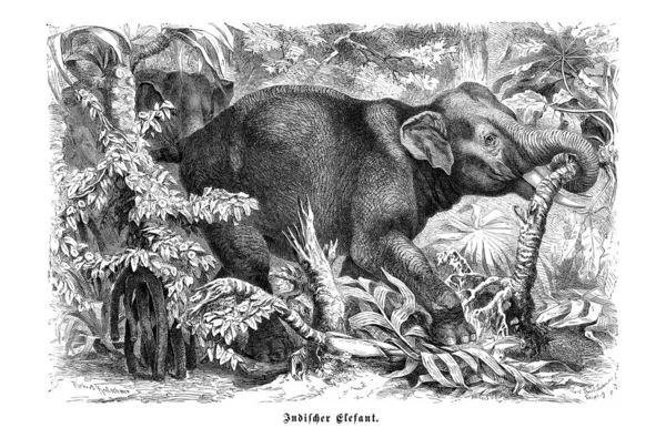 Pena Tinta Animal Ilustração Vida Selvagem — Fotografia de Stock