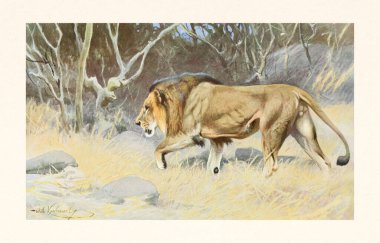 Vahşi yaşam illüstrasyonunda antika renkli hayvan