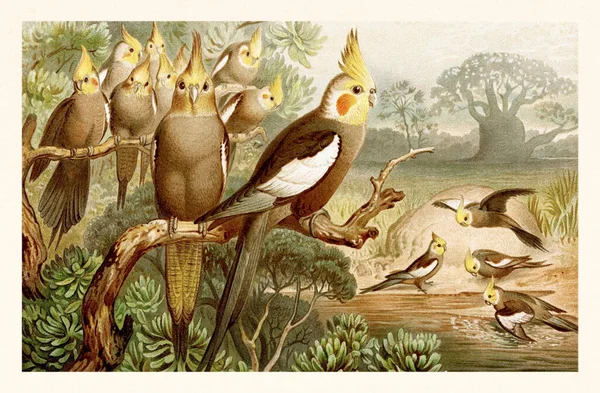 Винтажное Цветное Животное Иллюстрации Дикой Природы — стоковое фото