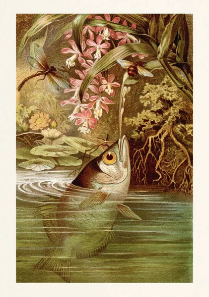 Vintage Colored Animal Wildlife Illustration — Stock Photo, Image
