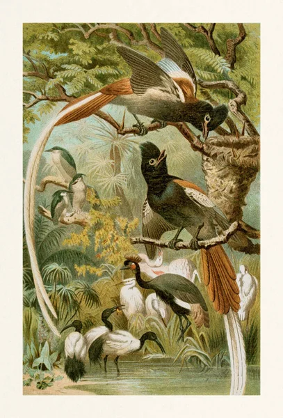 Πουλιά Του Παραδείσου Γκρι Στεφάνια Γερανούς — Φωτογραφία Αρχείου
