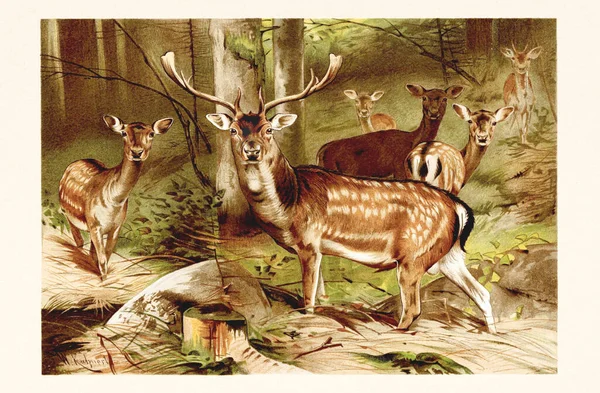 Винтажное Цветное Животное Иллюстрации Дикой Природы — стоковое фото