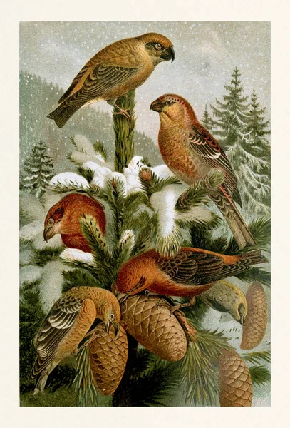 Hook Finches Crossbills — Stock Photo, Image
