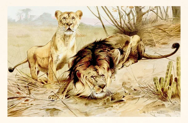 Vintage Kolorowe Zwierzę Dzikiej Przyrody Ilustracji — Zdjęcie stockowe