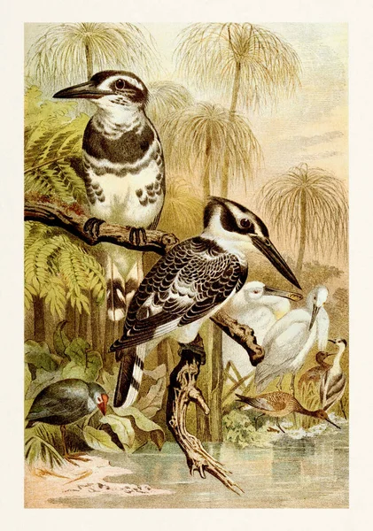 Vintage Colorato Animale Fauna Selvatica Illustrazione — Foto Stock