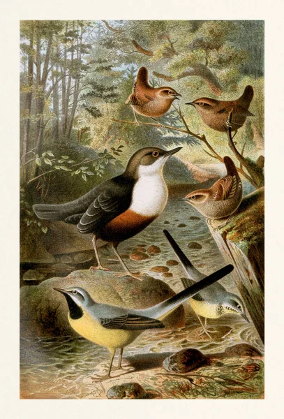 Vintage Colorato Animale Fauna Selvatica Illustrazione — Foto Stock