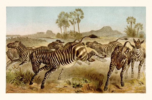 Vintage Gekleurd Dier Bij Wildlife Illustratie — Stockfoto