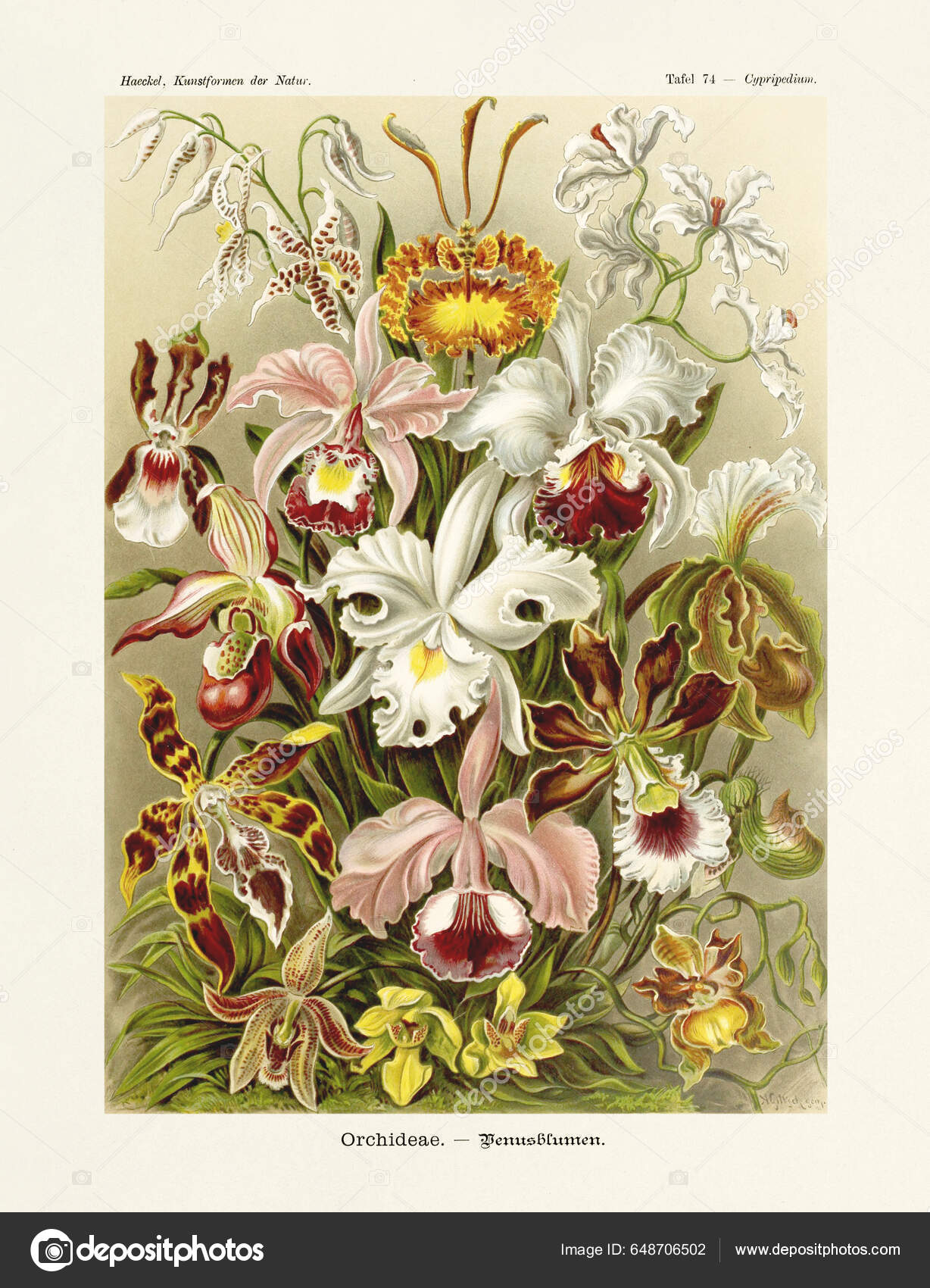 Vintage Poster With Three Irises Stock Illustration - Download