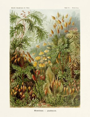 Flowers - ERNST HAECKEL -19th Century - Antique Zoological illustration.Illustrations of the book : Art Forms in Nature - Publication Date: 1899 clipart