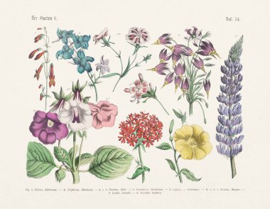 Botanik çiçek çizimi - Alman kitabının antik botanik illüstrasyonu: Bitkilerin kelime ve resimlerle pratik bilimi kitabı: okul ve ev için - yayın tarihi 1880