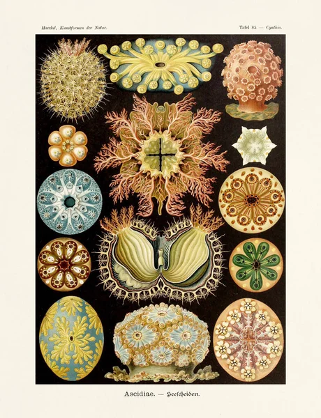 Sea Squirt Ernst Haeckel Century Antique Zoological Illustration Illustrations Book — стокове фото