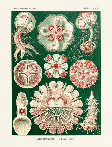 Jellyfish Ernst Haeckel Century Antique Zoological Illustration Illustrations Book Art — стокове фото