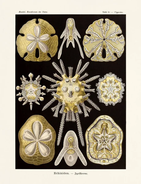 Deniz Kestanesi Ernst Haeckel Yüzyıl Antika Zoolojik Illüstrasyon Kitabın Resimleri — Stok fotoğraf