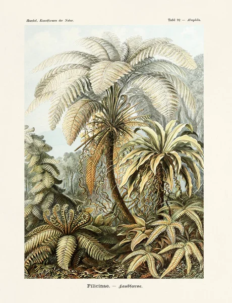 Antika Tuhaf Tropikal Bitkiler Ernst Haeckel Yüzyıl Antika Zoolojik Illüstrasyon — Stok fotoğraf