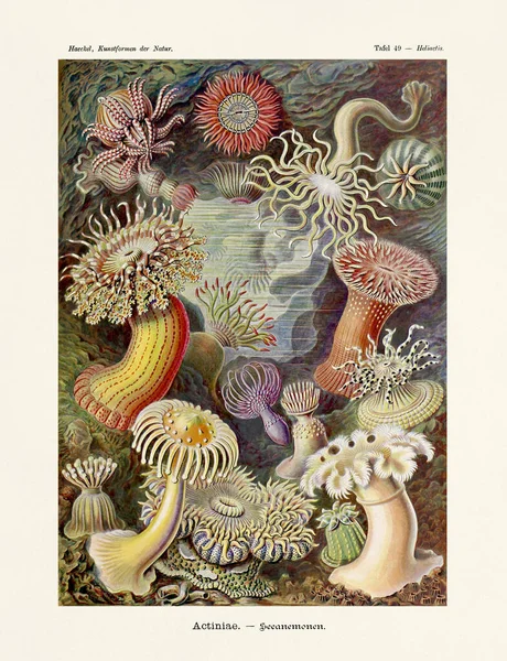 Aquatic Invertebrates Ernst Haeckel 19Th Century Antique Zoological Illustration Illustrations — Stock Photo, Image