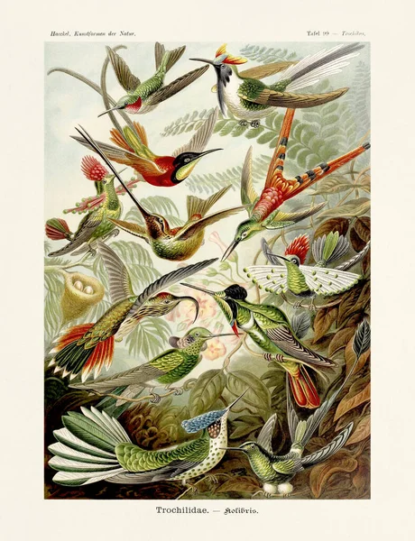 Hummingbirds Ernst Haeckel 19Th Century Antique Zoological Illustration Illustrations Book — Stock Photo, Image