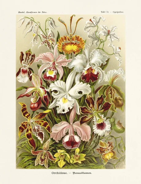 Orquídeas Ernst Haeckel Siglo Xix Ilustración Zoológica Antigua Ilustraciones Del — Foto de Stock