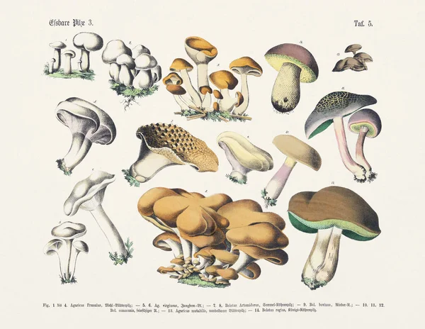 Botanische Paddenstoelen Illustratie Antieke Botanische Illustratie Van Het Duitse Boek — Stockfoto