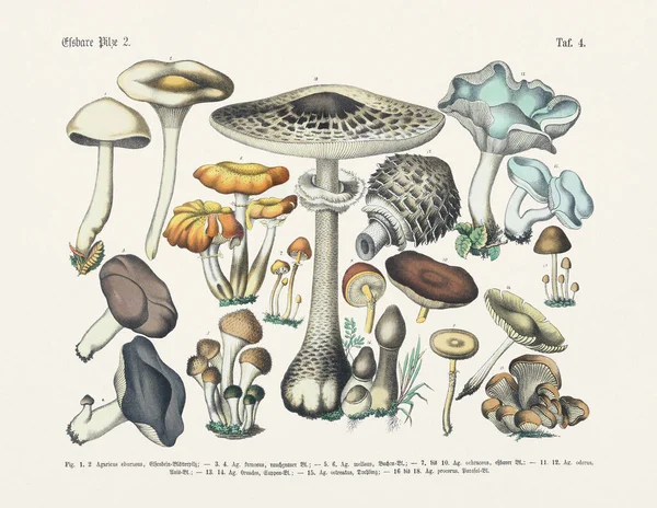 植物キノコのイラスト ドイツ語の本のアンティーク植物イラスト 言葉や写真で植物の実用的な科学の教科書 学校や家庭用 日付1880 — ストック写真