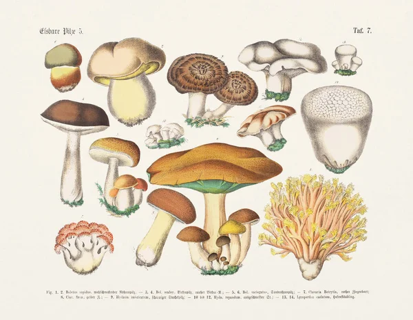 植物学蘑菇图解 德国书籍的古董植物学图解 文字和图片中植物实用科学图解 学校和家庭用 1880年 — 图库照片