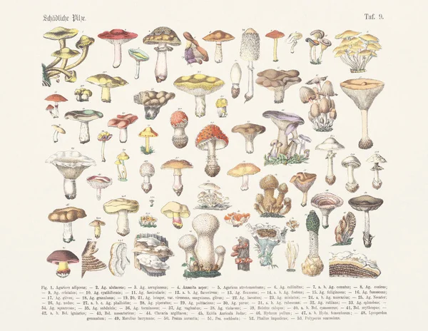 植物学蘑菇图解 德国书籍的古董植物学图解 文字和图片中植物实用科学图解 学校和家庭用 1880年 — 图库照片