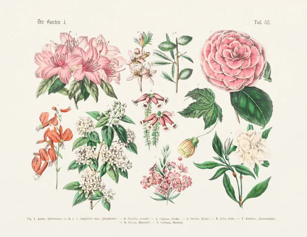 植物学花卉图解 德国书籍的古董植物学图解 文字和图片中植物实用科学图解 学校和家庭用 出版日期1880年 — 图库照片