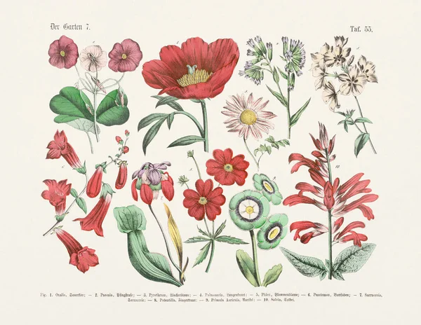 식물학적 노인의 식물학적 그림에 있어서 식물에 실용적 과학의 교과서 학교와 — 스톡 사진