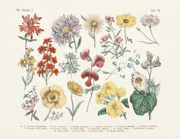 植物の花のイラスト ドイツ語の本のアンティーク植物のイラスト 単語や写真で植物の実用的な科学の教科書 学校や家庭用 出版日1880 — ストック写真
